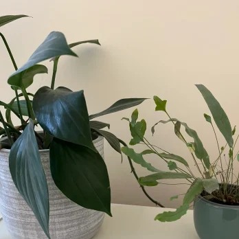 Indoor houseplants in pots by a window.