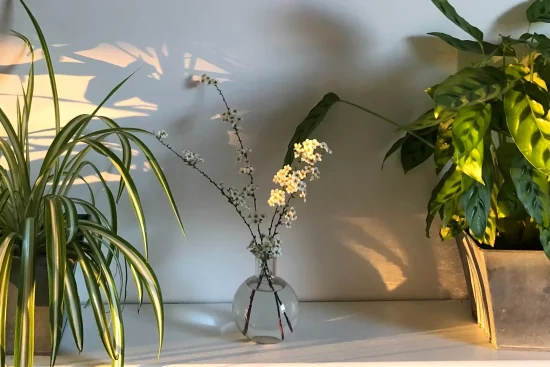 Sunlight casting shadows across indoor plants.